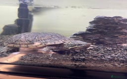 Turtle reptiles for sale: Reeves turtle and musk turtle for sale  - Image 5