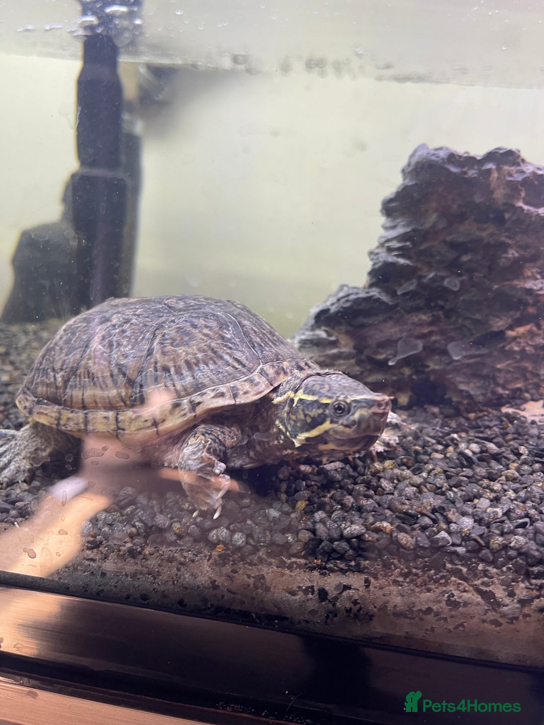 Turtle reptiles for sale: Reeves turtle and musk turtle for sale  - Image 5