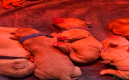 Labrador Retriever dogs for sale: Labrador puppy for Christmas? Dog for life - Image 4