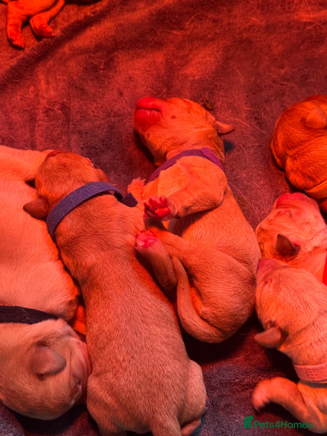 Labrador Retriever dogs for sale: Labrador puppy for Christmas? Dog for life - Image 4