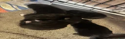British Longhair cats for sale: Domestic long hair kittens  - Advert 4