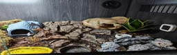Leopard Gecko reptiles for sale: Leopard gecko. Full bio active set up.  - Advert 8