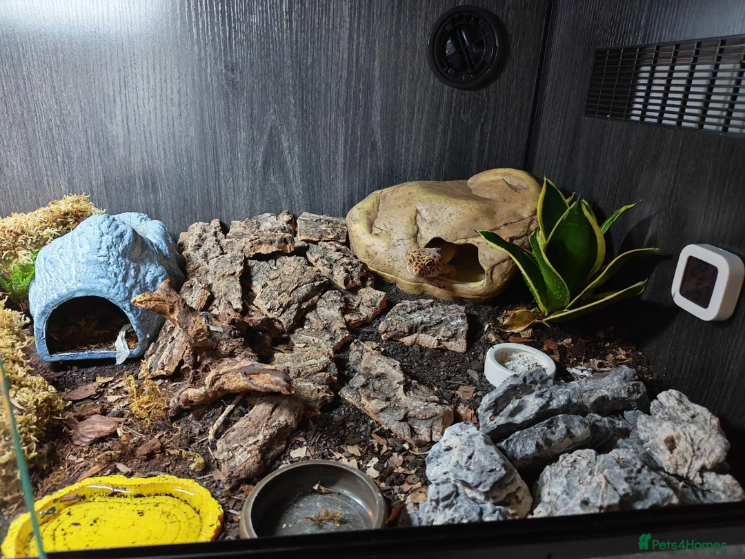 Leopard Gecko reptiles for sale: Leopard gecko. Full bio active set up.  - Advert 8
