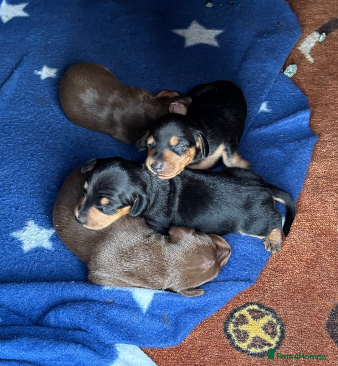 Dachshund dogs for sale: KC PRA Miniature smooth hair dachshund puppies  - Image 18