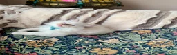 Ragdoll cats for sale: Beautiful mitted GCCF champion girls and boys  - Advert 4