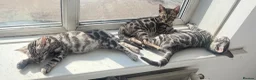 Bengal cats for sale: BENGAL 🔥 KITTENS TICA REGISTERED  - Advert 1