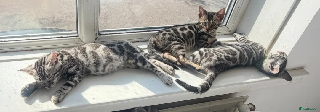 Bengal cats for sale: BENGAL 🔥 KITTENS TICA REGISTERED  - Advert 1