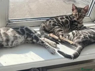 Bengal cats BENGAL 🔥 KITTENS TICA REGISTERED - Advert 2