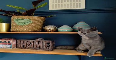 British Shorthair cats - Advert 8