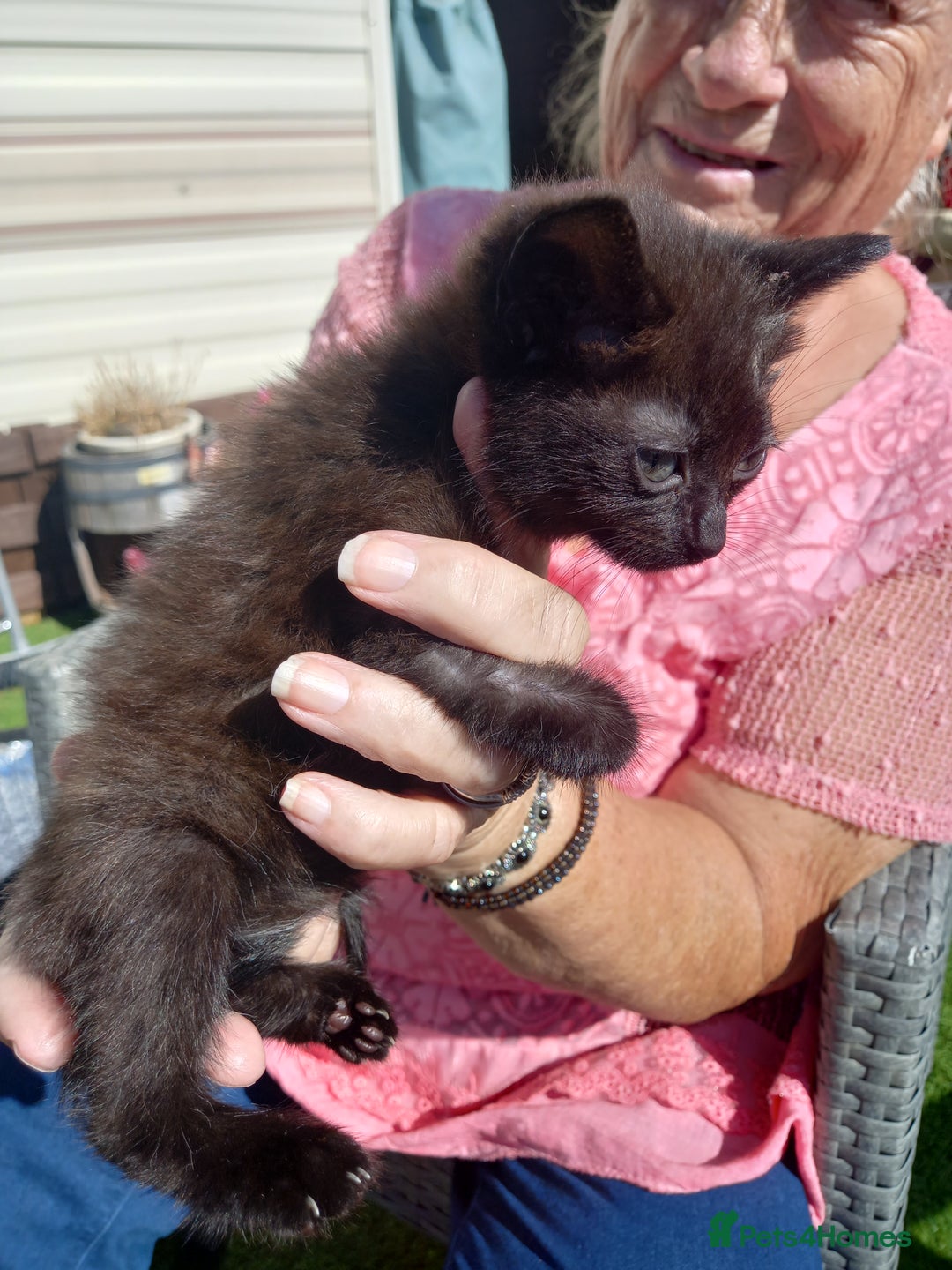 Mixed Breed cats for sale: 4 black kittens with a bit of white  - Image 3