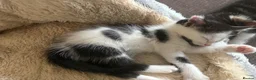 Mixed Breed cats for sale: 5 kittens- 2 boys and 3 girls - Advert 5