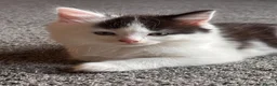 Mixed Breed cats for sale: 5 beautiful kittens for sale  - Advert 15