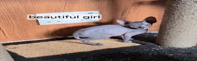 Sphynx 2