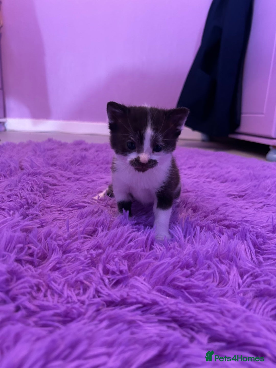 Mixed Breed cats for sale: Beautiful litter  - Advert 4