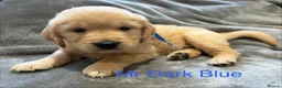 Golden Retriever dogs for sale: Gorgeous litter of 4G 5B pure golden retrievers.  - Advert 14