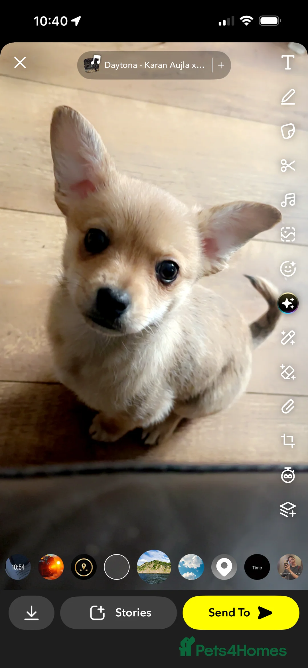 Chihuahua dogs for sale: READY TO LEAVE 🐶FAWN/ MERLE girl remaining - Advert 1