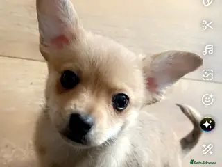 Chihuahua dogs READY TO LEAVE 🐶 - Advert 7