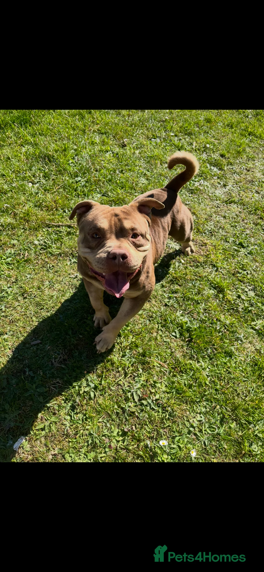 Mixed Breed dogs for sale: Adorable frenchie x bully  pups - Advert 2