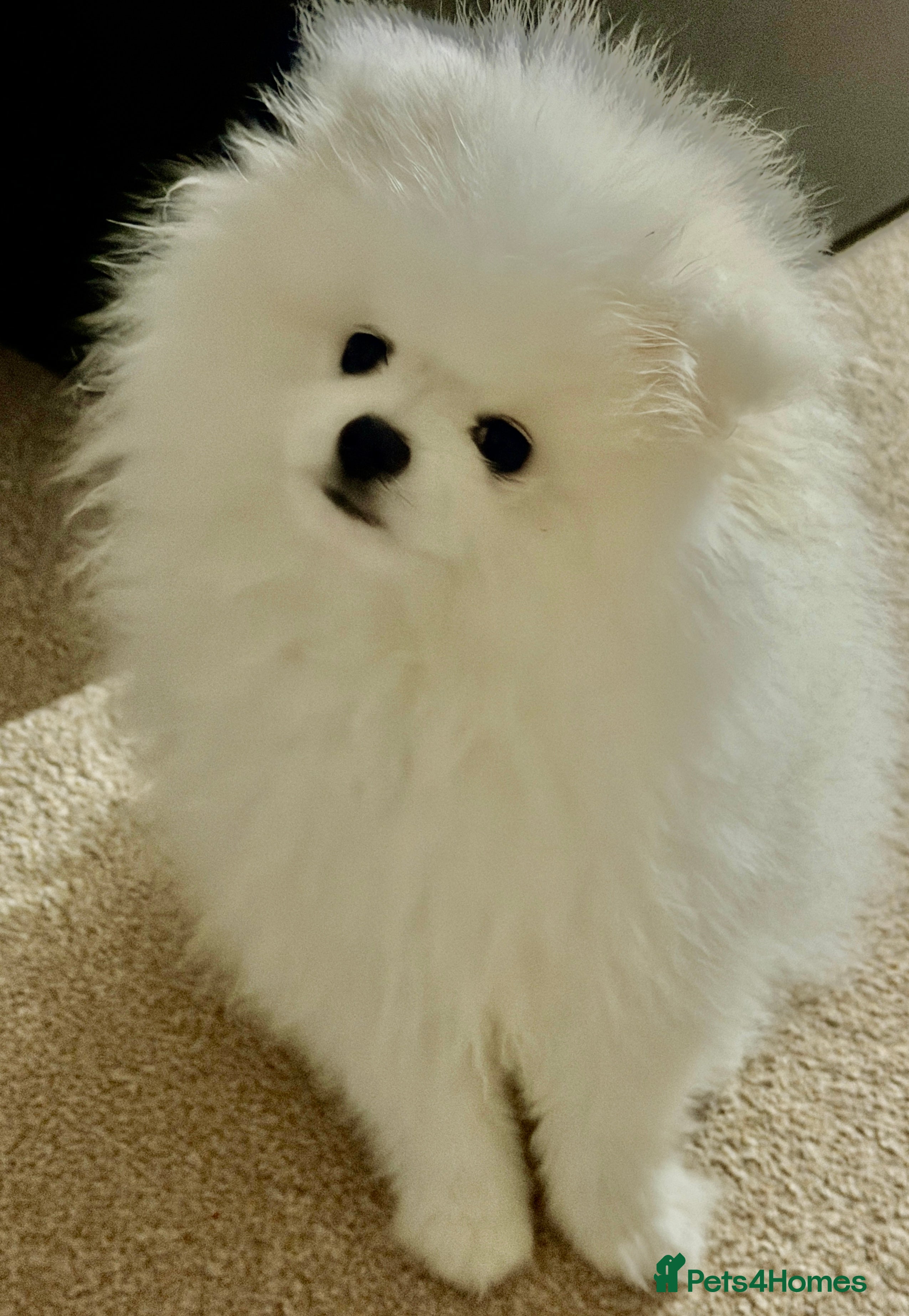 Pomeranian dogs Stunning KC litter of fluffy pure white Pom boy - Advert 15