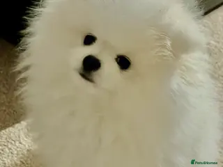 Pomeranian dogs Stunning KC litter of fluffy pure white Pom boy - Advert 15