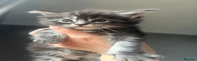 Maine Coon 3