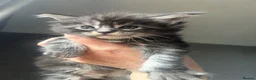 Maine Coon cats for sale: Full Maine Coon Kittens 4 left! in Brechin - Advert 3