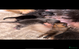 Pomeranian dogs for sale: Blue & tan boy available  - Image 2