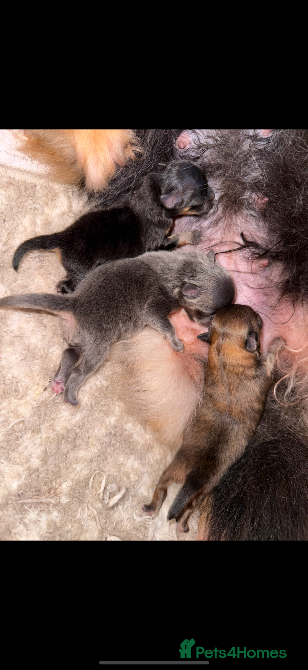 Pomeranian dogs for sale: Blue & tan boy available  - Image 2