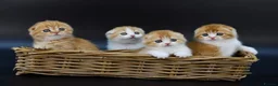 Scottish Fold cats for sale: LICENSED CATTERY PURE BREED TOP QUALITY KITTENS - Advert 26