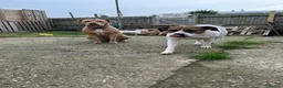 Mixed Breed dogs for sale: American Bulldog in Littlehampton - Advert 4