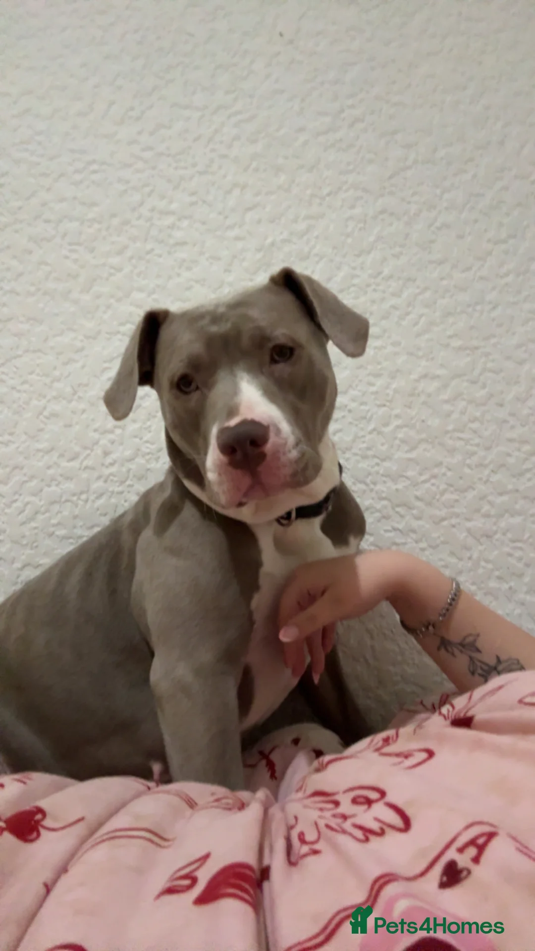 Mixed Breed dogs for sale: Poppy  - Advert 6