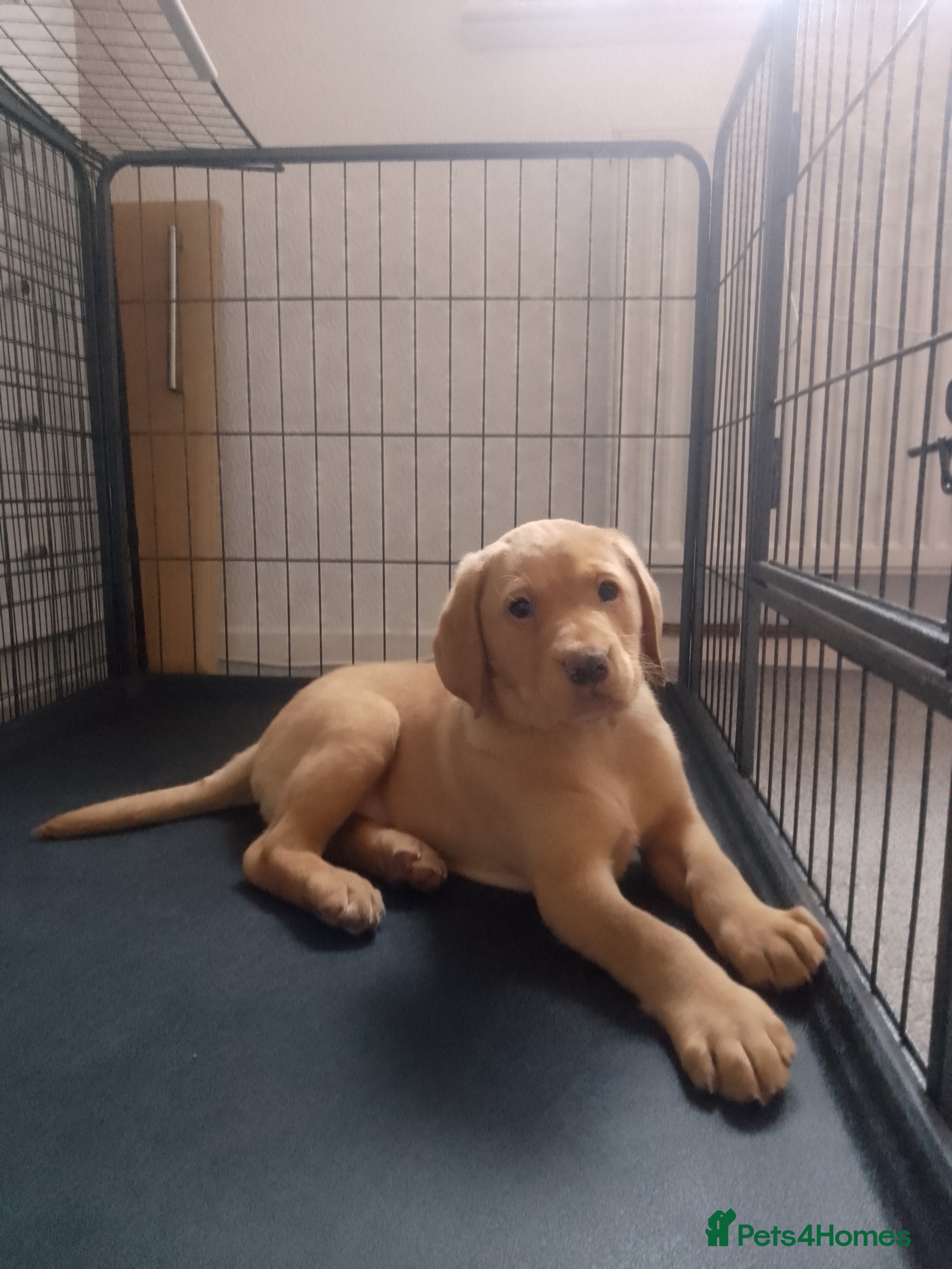 Labrador Retriever dogs Labrador KC registered 1 male left 8 week old )  - Advert 10