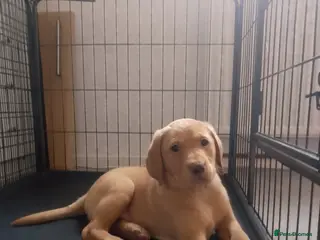 Labrador Retriever dogs Labrador KC registered 1 male left 8 week old ) - Advert 10