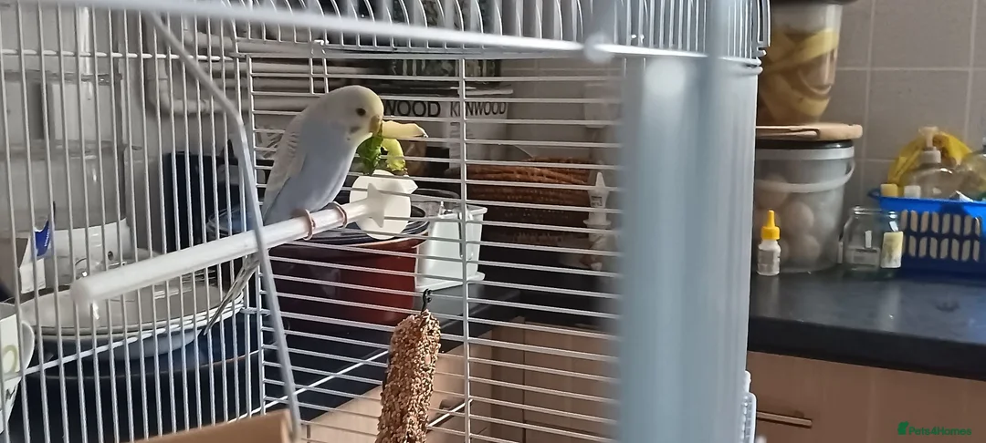 Budgerigars birds for sale: Nice baby budgie in Alfreton - Advert 2
