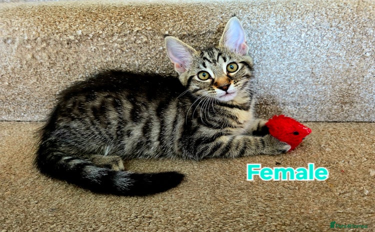 Mixed Breed cats - Advert 3