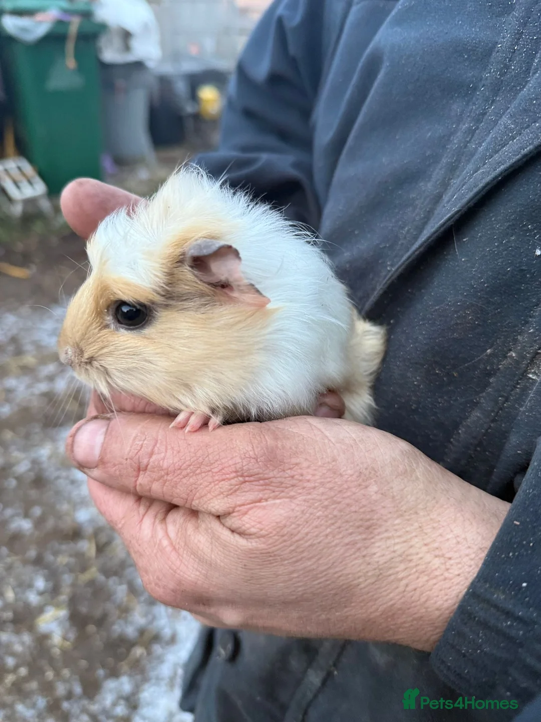 Guinea Pig rodents for sale: 20 guinea pigs for sale  - Advert 7