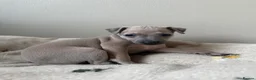Italian Greyhound dogs for sale: KC Reg fawn male Italian greyhound READY NOW - Advert 6