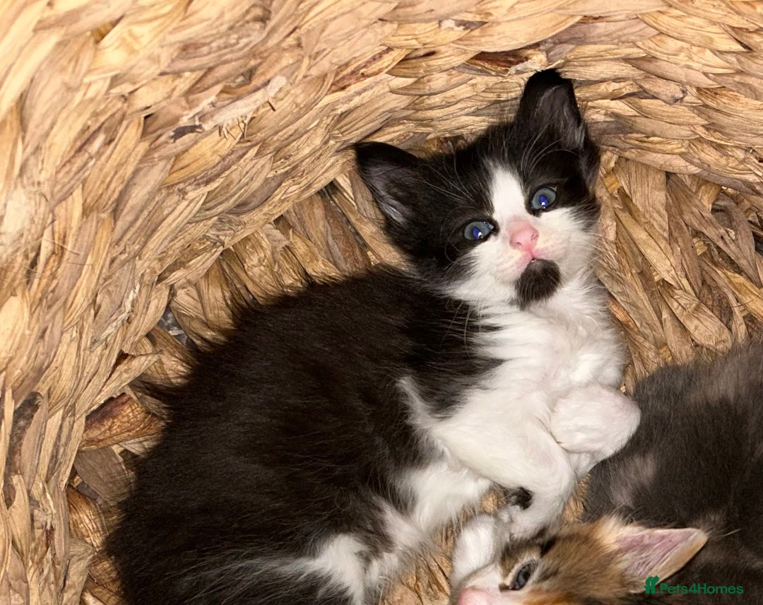 Ragdoll cats for sale: Beautiful kittens mixed colours - Image 1