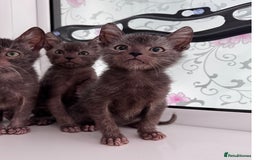 Lykoi cats for sale: Adorable Lykoi Kittens  - Advert 3