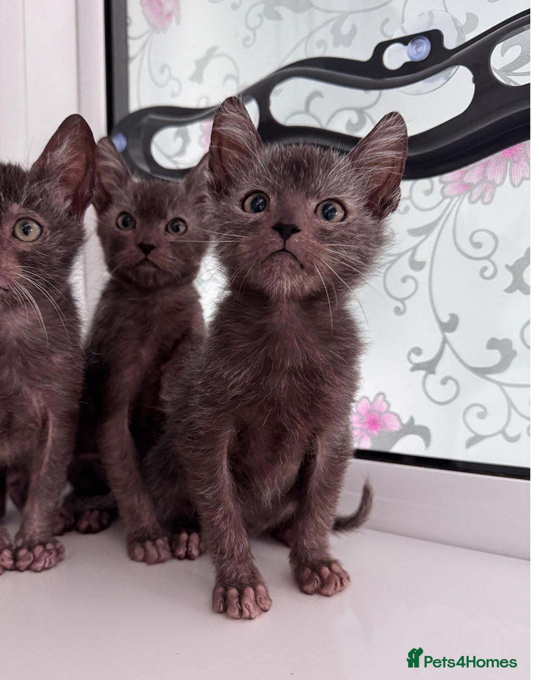 Lykoi cats for sale: Adorable Lykoi Kittens  - Advert 3