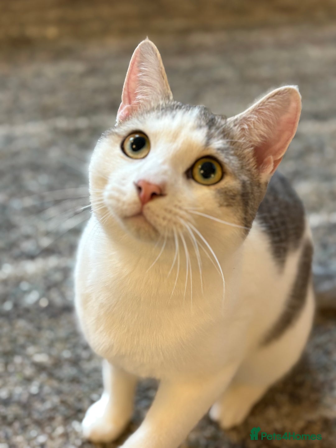 British Shorthair cats for sale: Two beautiful girls waiting for forever home  - Image 17