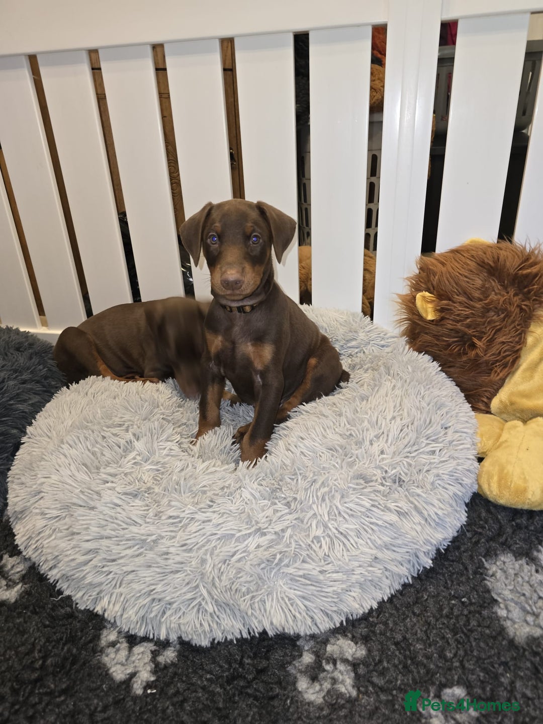 Dobermann dogs for sale: HEALTH TESTED, HOME REARED, STUNNING DOBERMAN PUPS - Advert 2