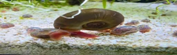 Snails invertebrates for sale: Ramshorn Snails (Planorbidae sp.) in Aberdare - Advert 1