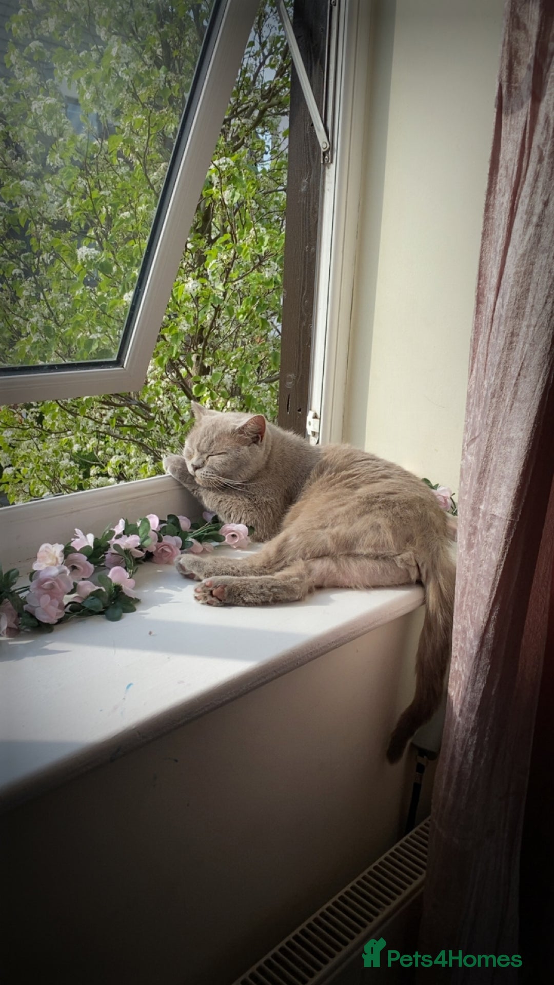 British Shorthair cats for sale: Needing new home asap - Advert 1