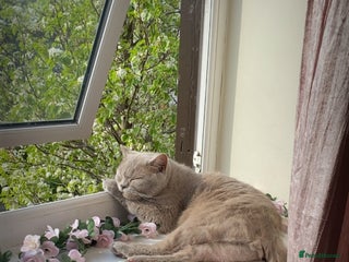 British Shorthair cats Needing new home asap - Advert 14