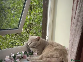 British Shorthair cats Needing new home asap - Advert 19