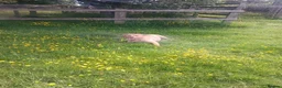 Labrador Retriever dogs for sale: Chunky lovely labrador girl - Advert 3