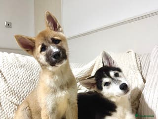 Huskita dogs REDUCED PRICE Huskita Puppies 🤍 3 LEFT - Advert 2
