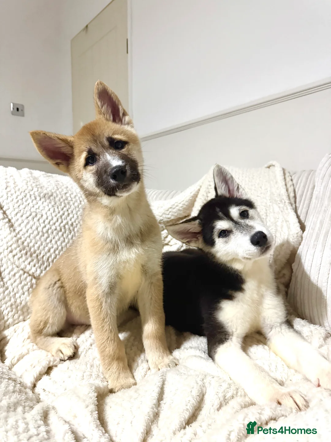Huskita dogs for sale: FULLY VACCINATED Huskita Puppies 🤍 LAST 2 - Advert 7