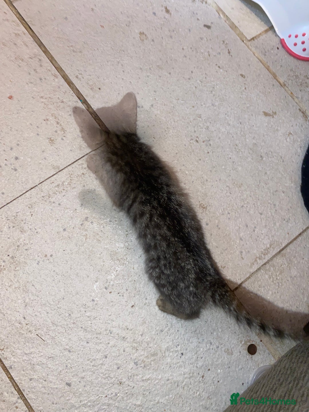 Mixed Breed cats for sale: kittens Bengal x microchipped flea/worm.insured.  - Image 22
